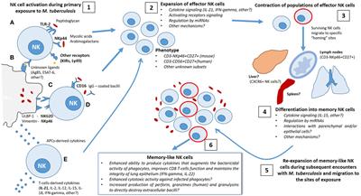 Memory of Natural Killer Cells: A New Chance against Mycobacterium tuberculosis?